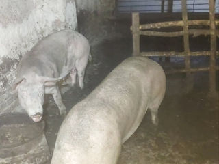 Avem porci de vinzare foto 4