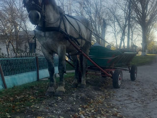 Se vinde armăsar  din sinje Percheron foto 2