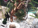 Pietre,corali prundis pentru acvarium foto 2