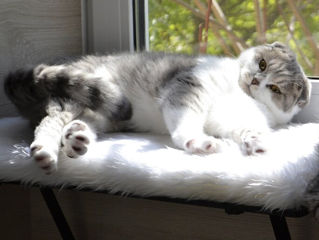 Чистокровный шотландский котёнок Scottish fold! Шоу класса!