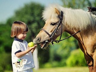 Конный спорт для Детей foto 1