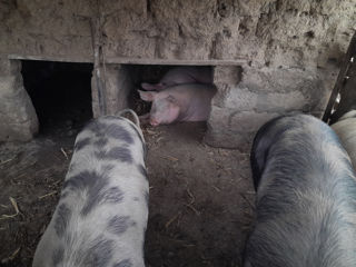 Porci de casa Edinet foto 2