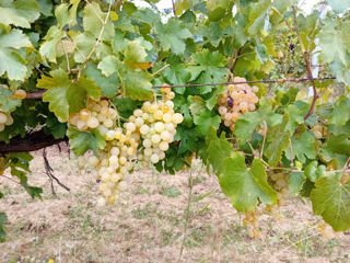 Poamă alb de Suruceni la Vin foto 3