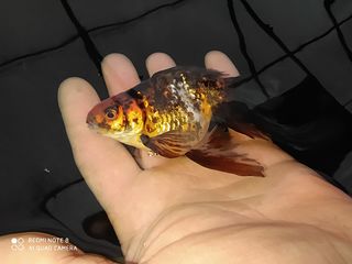 Золотая рыбка и другие виды аквариумных рыбок! foto 7