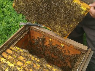 Пчелосемьи / отводки foto 6