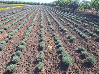 Lavanda foto 8