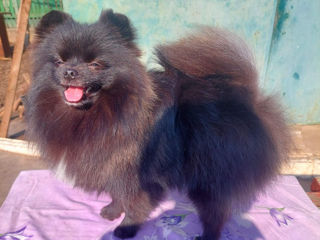 Spitz pomeranian