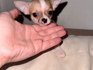 Чихуахуа . Chihuahua foto 3