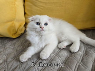Котята Скоттиш Хайленд Фолд/Стрэйт фото 3