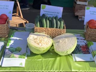 Seminte profesionale de legume pentru cultivarea in sereПрофессиональные семена овощей Rijk Zwaan foto 9