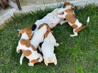 Câinișori Jack Russel Terrier foto 9