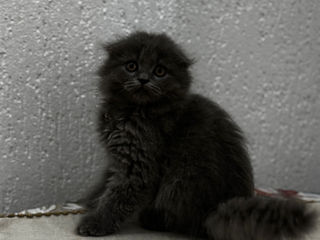 VIP Highland fold  Scottish fold вислоухие котята foto 10