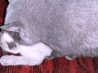 British Shorthair Blue -Вязка с британцем foto 10