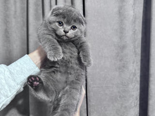 Scottish fold fetițța