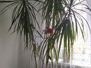 Plante Decorative foto 2