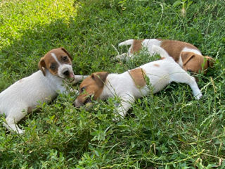 Jack Russel foto 2