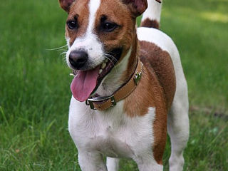 Caut mascul Jack Russell Terrier