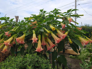 Бругмансия ароматная.( Brugmansia suaveolens) Труба ангела.(Граммофон цветок) Бругмансия душистая.. foto 3