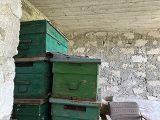 Vând știubei (stupi) de albine cu centrifugă de miere din inox foto 1