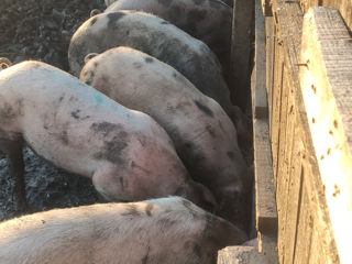 Strasani porci se vinde și jumătate de porc foto 2