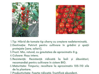 semințe profesionale de tomate, create de Sakata foto 4