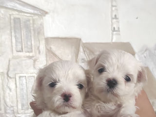 Bichon maltese cățeluși mini foto 3