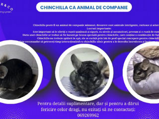 Vindem sinsile,chinchile ca animal de companie. foto 1