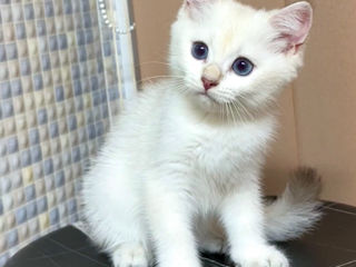 British shorthair golden shaded point (дорого) foto 2