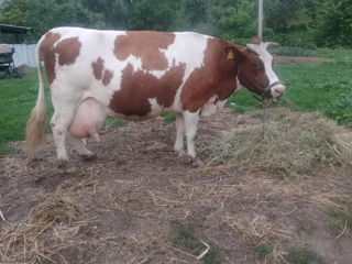 Se vinde vaca cu vitel