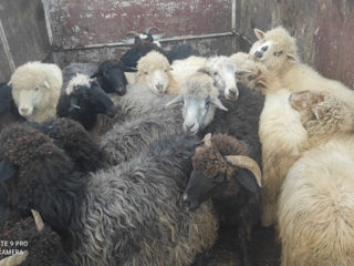 Cumpărător animale la carne vaci buhai junci caii  foto 2