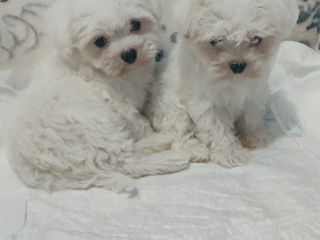 Щенки мальтийской болонки (bichon maltese) foto 4