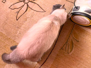 Motan Golden Chinchilla Point (Blue eyes) pt împerechere foto 7
