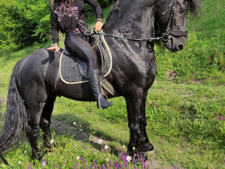 Armăsar Friesian la împerechere foto 5