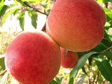 Vindem  pomi  fructiferi "piersic" foto 2
