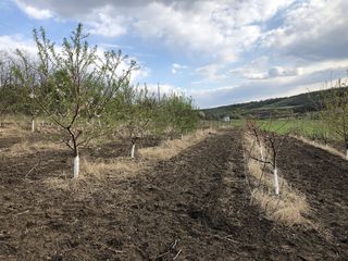 Teren agricol 3,7 ha,   mun. Chisinau, 4 km, linga s.  Bacioi. Investitia corecta a banilor DVS foto 3