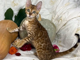 Bengal kittens.