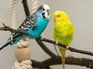Продам волнистых попугаев, куплю самца кореллы (лютино) foto 1