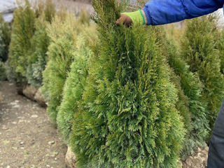 Thuja Smaragd 1.20 m 380 lei