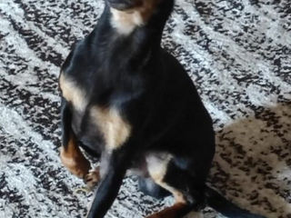 Vindem toy terrier cu 100€ foto 3