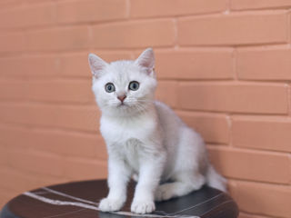 British Shorthair silver chinchilla . foto 4