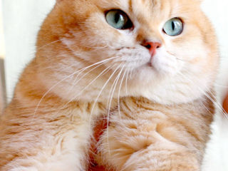 British shorthair golden tabby (ny 24) foto 7