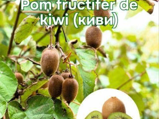 Kiwi, Киви foto 2