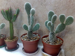 Cactusi / Кактусы. Цены от 50 лей. Доставка. foto 3