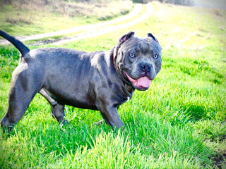 Шикарный мальчик American Bully Poket foto 3