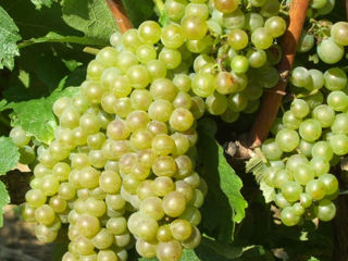 Cumpar struguri Sauvignon Blanc