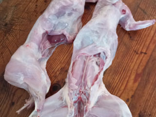 Carne de iepuri/ кроличье мясо свежее