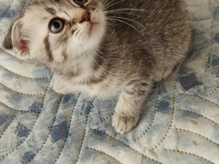 Котята Шотландские вислоухие,Scottish-fold foto 6