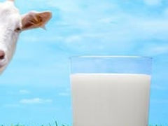 prisvio