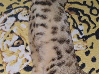 Ving bengal foto 3