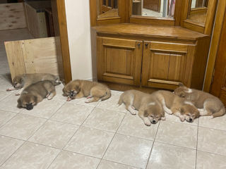 Akita inu / Акита ину foto 4